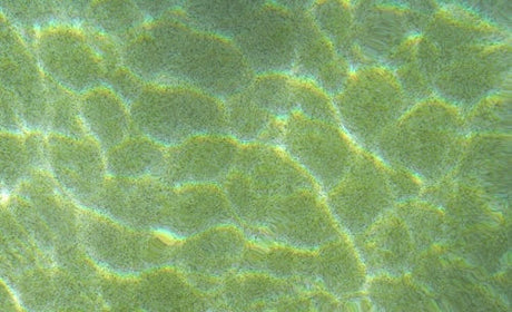 Waarom is het water in mijn zwembad groen?