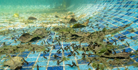 Wormen in je zwembad bestrijden en voorkomen